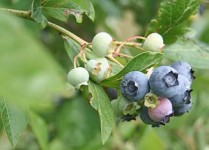 300px-Myrtille_Wikipedia_Dan_0429 300px-Myrtille_Wikipedia_Dan_0429