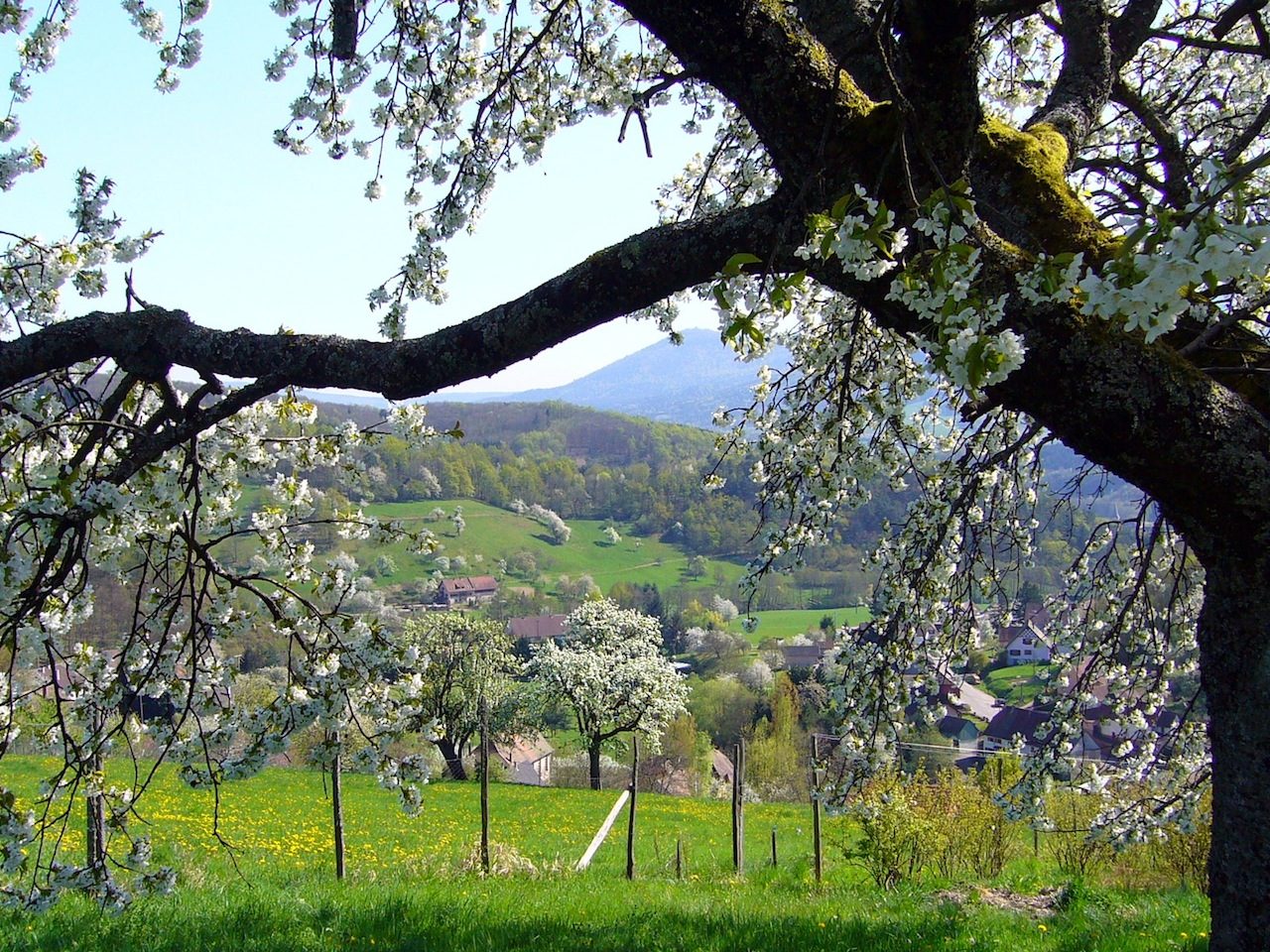 rencontres sous le cerisier